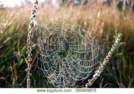 The Spider Web Cobweb Closeup Background. Selective Focus