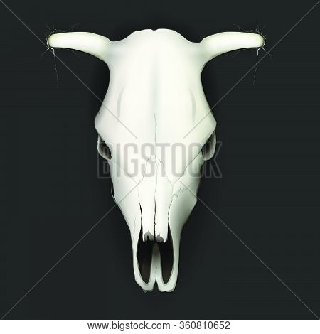 Realistic Cow Skull With Stains And On Dark Background Isolated Vector Illustration