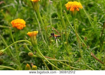 Flying Of Apis Dorsata / Honey Bee In Spring Time In Yellow Flowers Garden, Insect Background