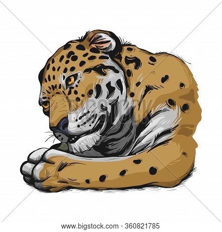 Jaguar Portrait Closeup Of Animal. Panthera Once Type Of Carnivore Fauna. Wildlife Of South America,