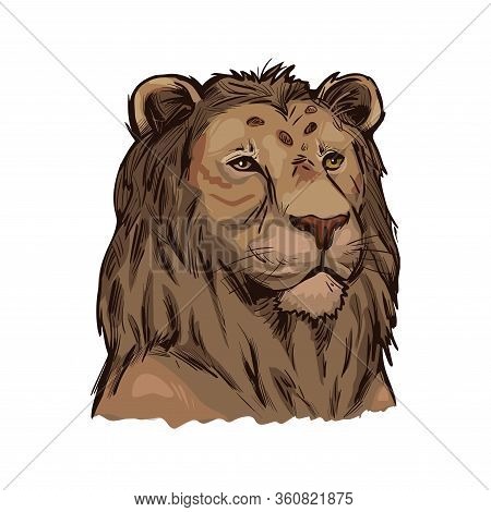 Tigon Animal Muzzle Portrait In Closeup. Animalistic Drawing Of Tigon, Hybrid Mammal. Wild Car Of Fe