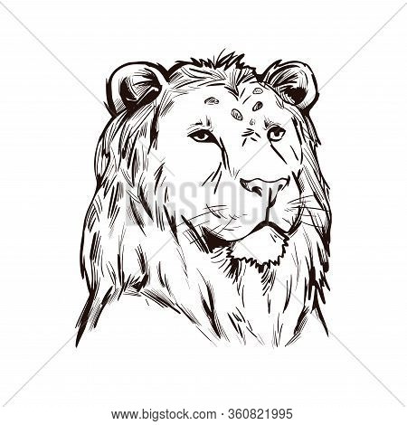 Tigon Animal Muzzle Portrait In Closeup. Animalistic Drawing Of Tigon, Hybrid Mammal. Wild Car Of Fe