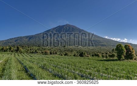 Pyramid Shaped Kerinci Volcano Seen From Gardens Nearby On A Clear Blue Sky Day In Kersik Tua, Jambi