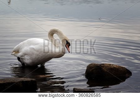 The Swans Swimming In A Lake In Framingham Massachusetts
