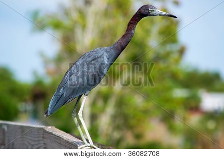 Blaureiher (Egretta Caerulea)