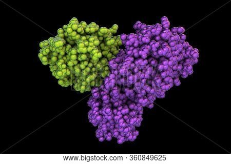 Molecule Of Sars-cov-2 Coronavirus Main Protease, 3d Illustration. The Inhibitors Of This Viral Mole