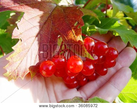 Ashberry