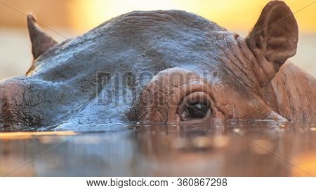 Hippo Swims In The River In The Evening. Face Close Up