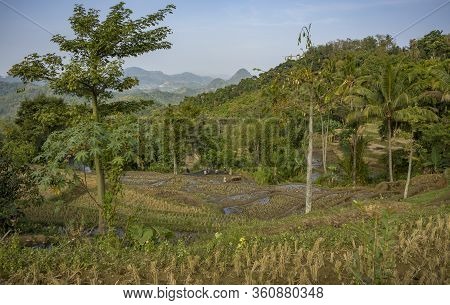 Local Farmers Near Rural Remote Village Working In Terraced Rice Paddies Using Big Buffalo Animals A