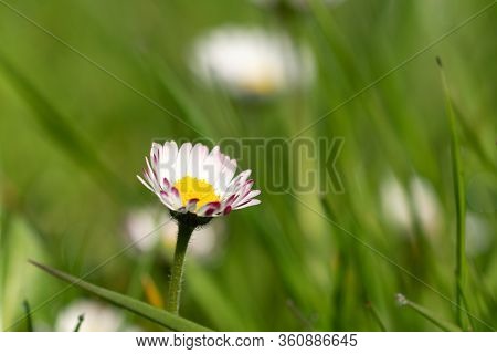 A Daisy In The Lawn - Close Up