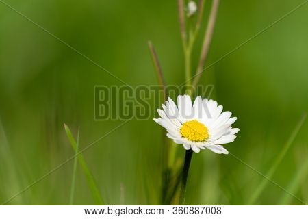 Single Daisy - Copy Space