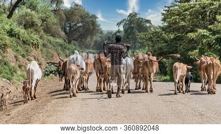 Omo Valley, Ethiopia - September 2017: Cows And Cattle In The Omo Valley Of Ethiopia
