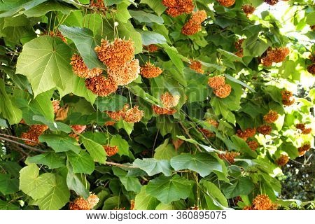 Dombeya X Cayeuxii Plant At The Botanical Garden Of Lisbon