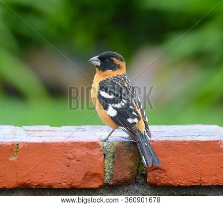 A Black-headed Grosbeak, Pheucticus melanocephalus, perched ontop of a brick wall in a suburban garden. 