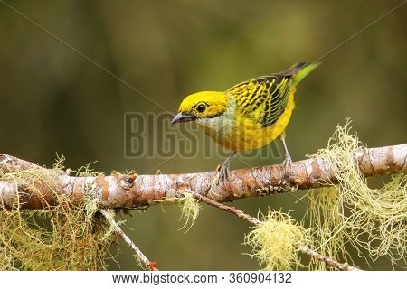 Silver-throated Tanager (tangara Icterocephala) Sitting On A Branch, Costa Rica