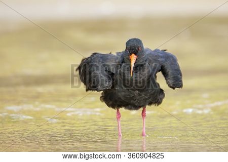 Variable Oystercatcher (haematopus Unicolor) Standing In Shallow Water, Abel Tasman National Park, S