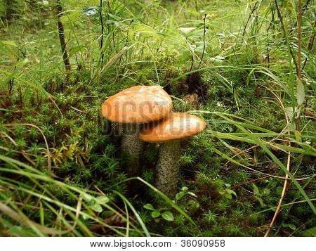 mushrooms aspen