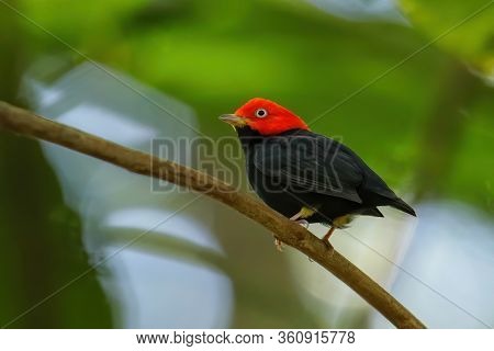 Red-capped Manakin (ceratopipra Mentalis) Sitting On A Branch, Costa Rica