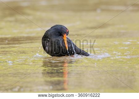 Variable Oystercatcher (haematopus Unicolor) Bathing In Shallow Water, Abel Tasman National Park, So