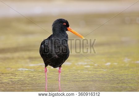 Variable Oystercatcher (haematopus Unicolor) Standing In Shallow Water, Abel Tasman National Park, S