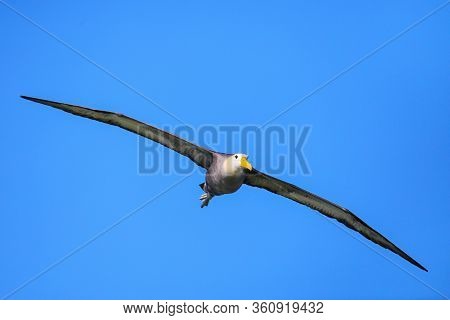 Waved Albatross (phoebastria Irrorata) In Flight On Espanola Island, Galapagos National Park, Ecuado