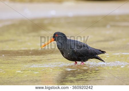 Variable Oystercatcher (haematopus Unicolor) Standing In Shallow Water, Abel Tasman National Park, S