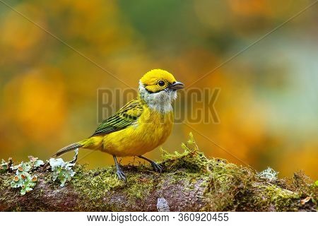 Silver-throated Tanager (tangara Icterocephala) Sitting On A Branch, Costa Rica