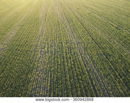 Wheat Field In The Spring, Poor Growth And Poor Weather For Growing Crops.
