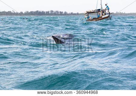 The Whaleshark On The Sea In Tanzania, Africa