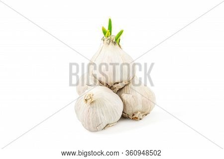 Bunch Of Old Garlic Bulbs, With Sprouted Garlic On Top Isolated On A White Background