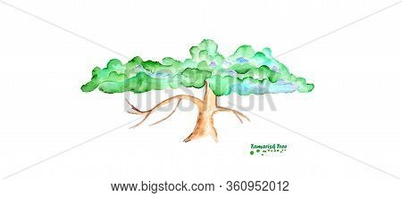 Watercolor Tamarisk Tree. Hand Painted Realistic Illustration On Paper. Vintage Design Nature Isolat