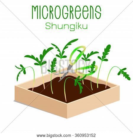 Microgreens Shungiku. Sprouts In A Bowl. Sprouting Seeds Of A Plant. Vitamin Supplement, Vegan Food.