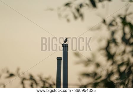 A Little Bird Stands On The Steel Post With Defocused Beanches Of Tree In Foreground And Sunset Sky 