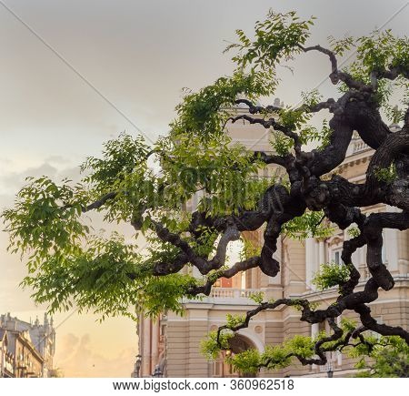 Artificially Shaped Branches Of Old Sophora Japonica Tree With Young Spring Leaves On A Blurred Back