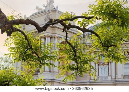 Shaped Twisted Branches Of Sophora Japonica Tree With Young Spring Leaves On A Blurred Background Of