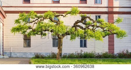 Sophora Japonica Tree With Artificially Formed Branches Of A Decorative Form And Young Spring Leaves