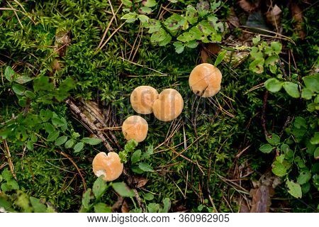 Suillus Bovinus, Mushroom Or Bovine Bolete, Edible Wild Mushroom.