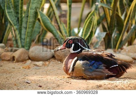 Rizal, Ph - Apr. 3: Wood Duck Or Also Called Carolina Duck Waiting At The Side Of The Lake On April 