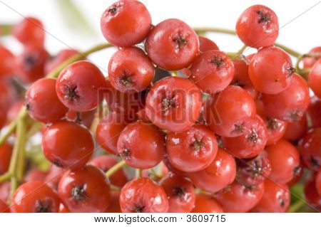 Ashberries con foglie Macro
