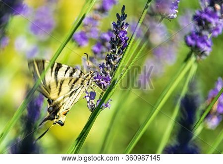 A Butterfly Swallowtail Sits On A Lavender Flower On A Green Natural Pastel Background. The Butterfl