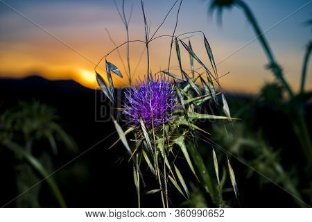 Cynara Cardunculus At Forest In Osona Barcelona