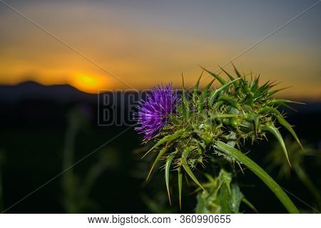Cynara Cardunculus At Forest In Osona Barcelona