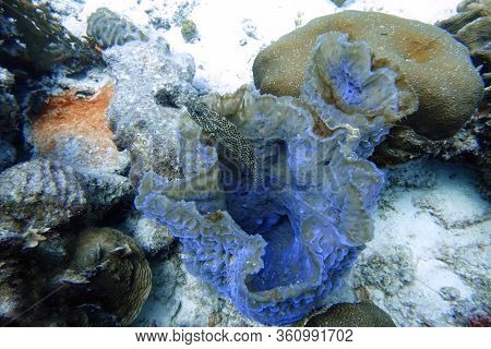 An Underwater Photo Of A Black Grouper (mycteroperca Bonaci) Which Is One Of The Best Known Of The L