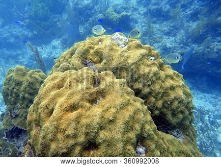 An Underwater Photo Of A Four Eyed Butterflyfish Or Chaetodon Capistratus, Is Found In The Western A