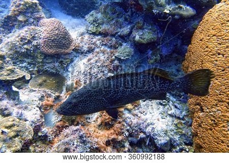 An Underwater Photo Of A Black Grouper (mycteroperca Bonaci) Which Is One Of The Best Known Of The L
