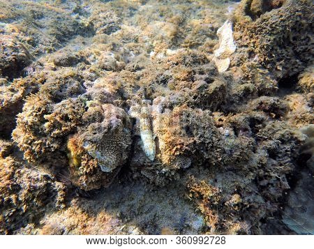 An Underwater Photo Of A Lizardfish Hiding Among The Rocks And Coral Reefs In The Ocean,
