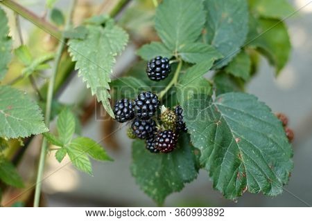 Blackberry Fruit Growing On The Branch In Garden