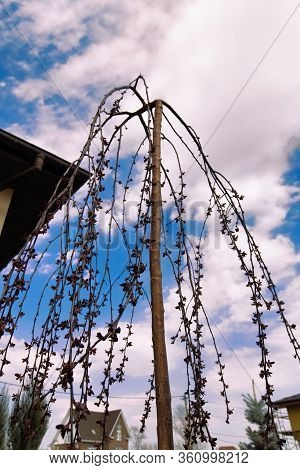Upward View Of Pendulous Branches Tree  With Buds And Red New Leaves Against  Blue Sky White Clouds.