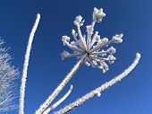 Winterwonder