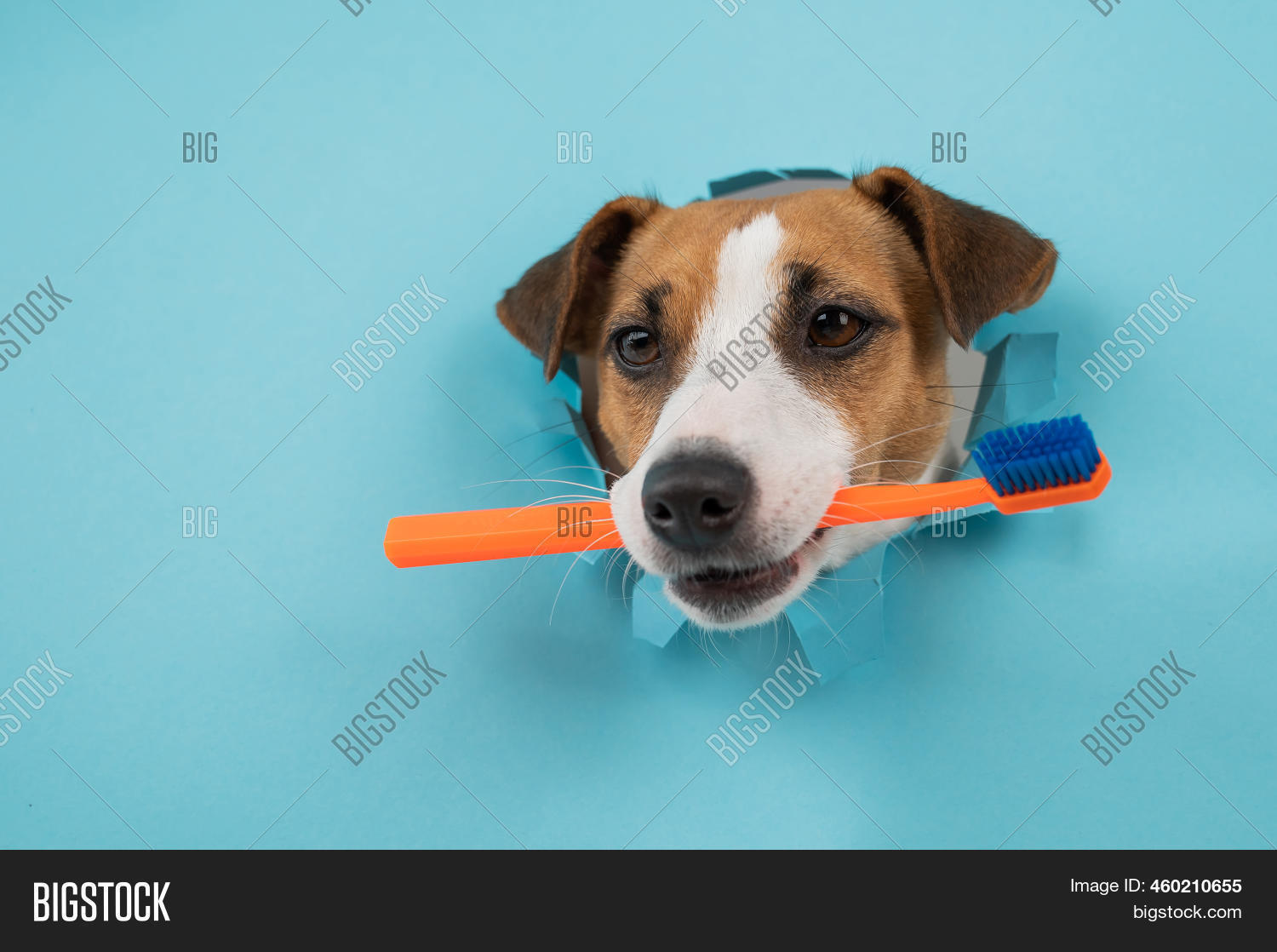 Muzzle Jack Russell Image & Photo (Free Trial) Bigstock